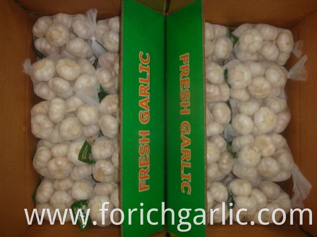 500g Normal White Garlic
